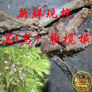 新鲜 乌橄榄根 黑橄榄根 非干品 黑榄根 现挖 乌榄树根 500克包邮