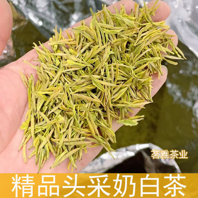 明前精品黄金芽奶白茶绿茶