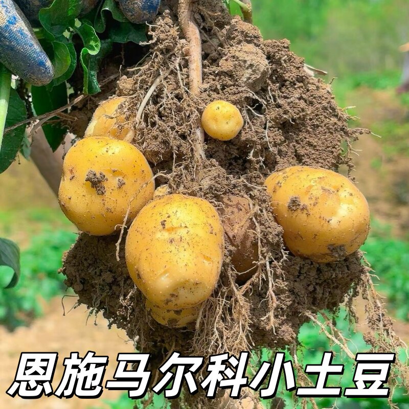恩施马尔科小土豆黄皮黄心黄洋芋