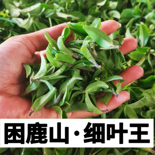 皇家贡茶！困麓山细叶王 2025头春【500年古树单株 】茶中雅圣