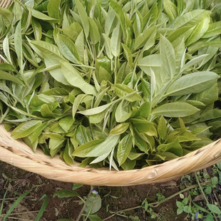 新粉试喝装！限购10单！绿水塘300年古树!入口冰糖甜！回甘持久！