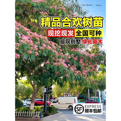 合欢花树苗绒花树行道风景大树庭院盆栽旱工程绿化乔木芙蓉花种植