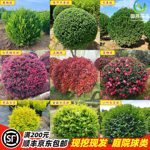 大叶冬青球小叶黄杨红叶石楠女贞茶梅球类植物庭院花镜小区绿化苗