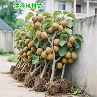 软枣徐香黄心猕猴桃树果苗公母同株当年结果南北方种植盆栽地栽