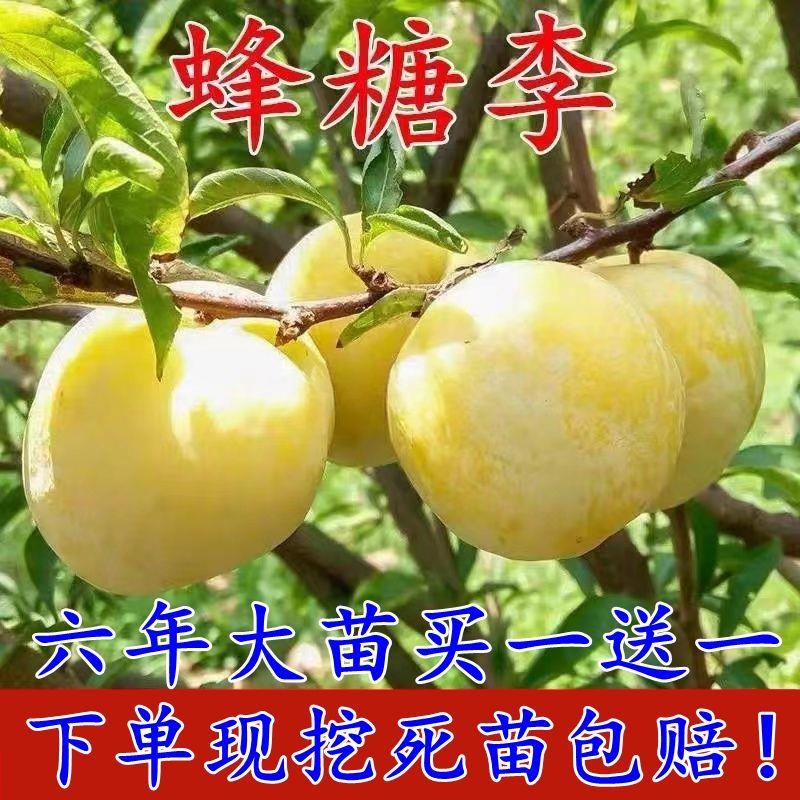 蜂糖李子树苗嫁接特大晚熟脱骨青脆李子果树苗南北方种三华李树苗