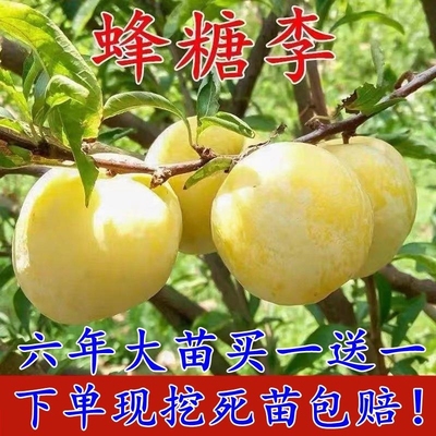 蜂糖李子特大脆甜好活脱骨地栽