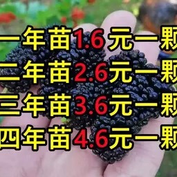 正宗桑葚树苗嫁接桑树苗大叶盆栽地栽果桑苗南北方四季种植桑树苗