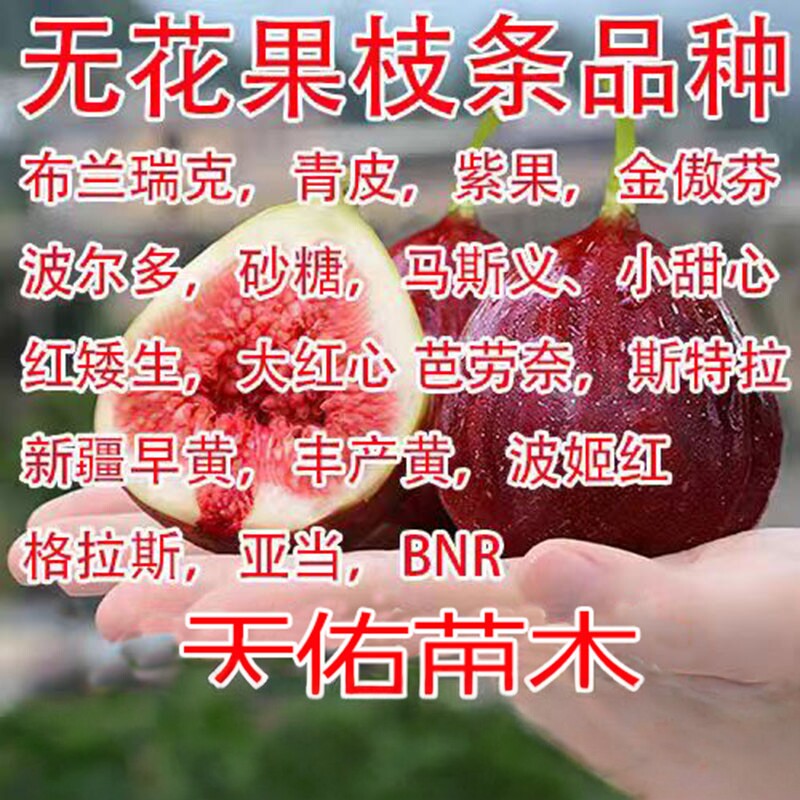 无花果枝条加州黑 斯特拉 芭劳奈 安金 哈代绿皮扦插嫁接育苗枝条
