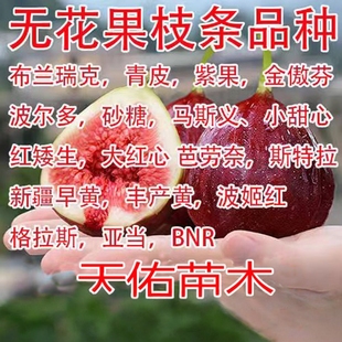 无花果枝条加州黑 斯特拉 芭劳奈 安金 哈代绿皮扦插嫁接育苗枝条