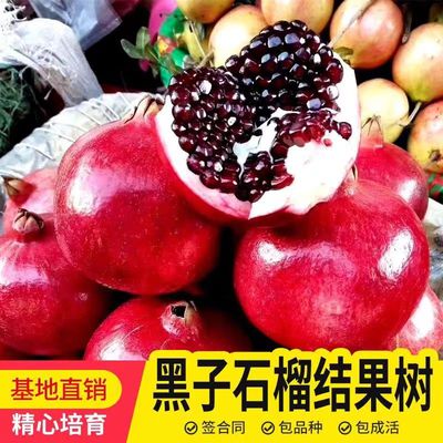 黑籽软籽大果甜南北方盆栽地栽