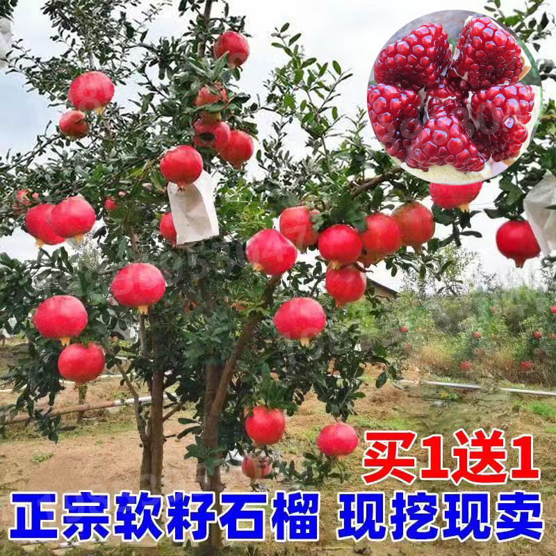 石榴树树苗突尼斯软籽石榴苗盆栽地栽果树特大带土无籽甜石榴树苗