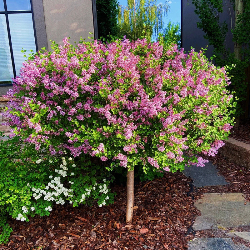 丁香花树苗盆栽四季好养植物室内阳台别墅庭院绿化耐寒浓香紫花卉