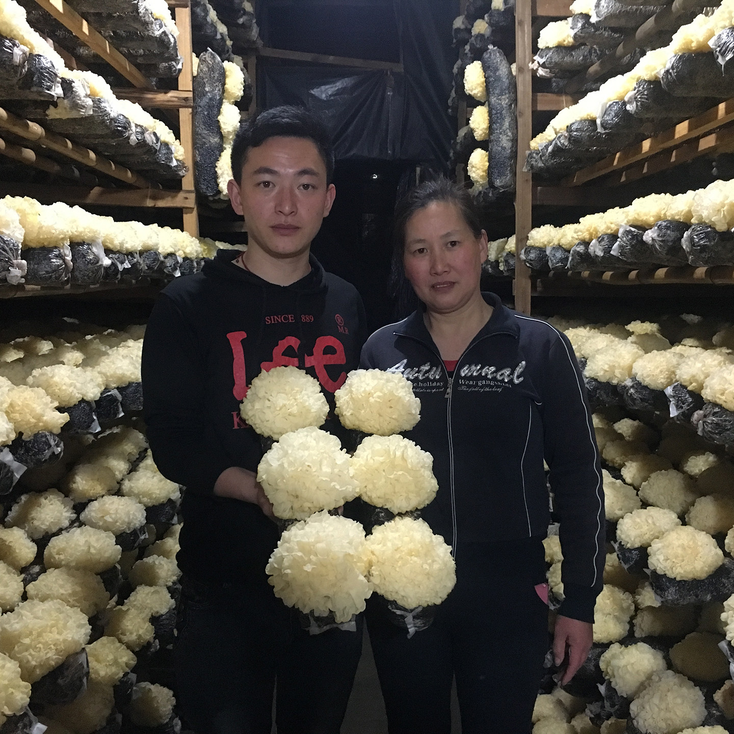 自家种植6朵盒装新鲜银耳古田雪耳糯耳活白木耳非干货莲子羹 顺丰