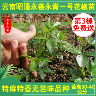 云南昭通青花椒树苗永青一号幼苗花椒树地栽盆栽绿化来吾石眼随头