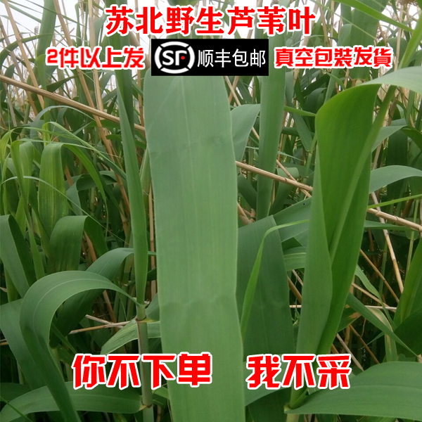 5月上市新鲜芦苇叶200片包邮粽叶批现摘现发新鲜苏北特产