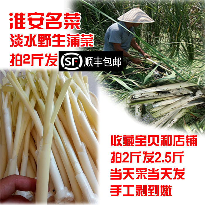8月净蒲菜鲜嫩野菜茭白淮安产新鲜蔬菜蒲笋蒲儿菜水生竹笋酒店食_虎窝淘