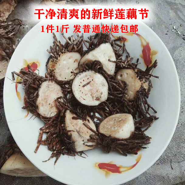 2斤发顺丰精选特产新鲜藕节食用天然 莲藕莲节老藕节藕须干