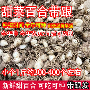 新鲜甜菜百合食用百合子百合种子种球非香水百合可吃可种新鲜百合