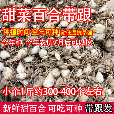 新鲜甜菜百合食用百合子百合球非香水百合可吃可种新鲜百合