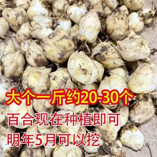 新鲜大个食用百合种子种球花种苗非香水百合可吃可种食用菜百合