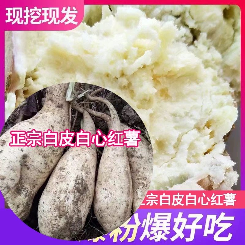 新鲜现挖鸡蛋薯地瓜白皮黄心番薯板栗红薯新鲜白薯白皮白心人参薯,水产肉类/新鲜蔬果/熟食,番薯,淘宝优惠券,粉丝福利购,淘宝优惠卷