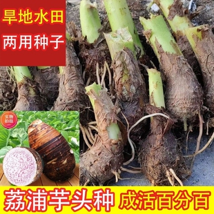 正宗广西桂林荔浦大芋头子仔槟榔芋紫藤香芋现挖新鲜蔬菜自家种植