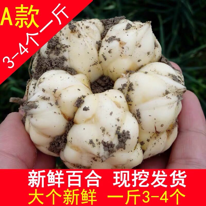 恩施现挖大百合特产新鲜百合食用现挖药食微苦同源可食用大百合
