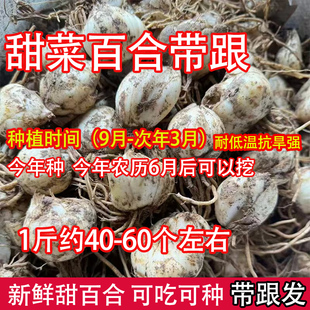 兰州甜百合新鲜食用菜百合百合花可种可吃苗非香水百合食用百合