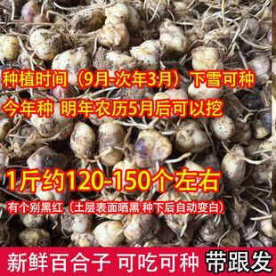 新鲜菜百合食用百合子百合种子种球非香水百合可吃可种新鲜百合
