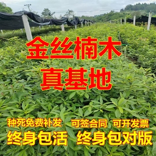 四川名贵树苗金丝楠木树苗海南黄花梨沉香小叶紫檀珍稀苗木绿包活