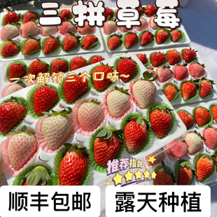 云南露天三拼草莓新年礼物元旦粉玉奶油红颜新鲜水果顺丰空运包邮
