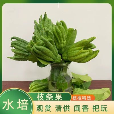 新鲜佛手柑果观赏水培闻香