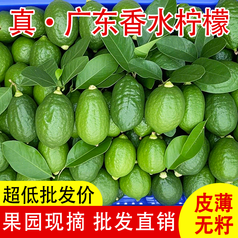 果园直发新鲜采摘广东正宗香水柠檬批发商用多汁柠檬茶奶茶店专用