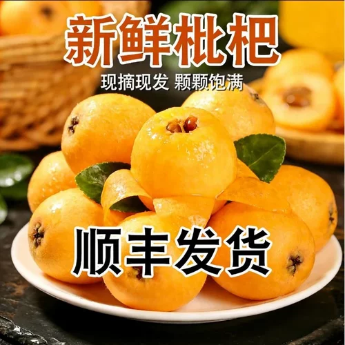 攀枝花米易枇杷应季鲜果现采现发5斤中大果(30-40g)肉厚核小多汁