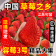 正宗红颜草莓容莓3号江苏句容草莓之乡产地直发新鲜孕妇水果放心