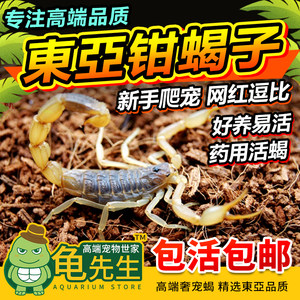 东亚钳蝎子爬宠昆虫食用药用野蝎