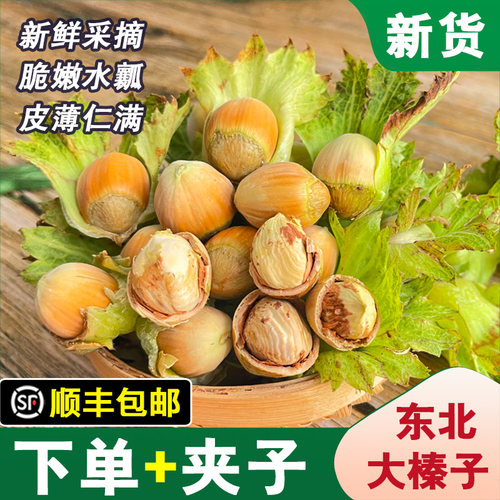 【顺丰】26年新鲜大榛子东北不带绿皮水仁水瓤桓仁生榛子5斤包邮