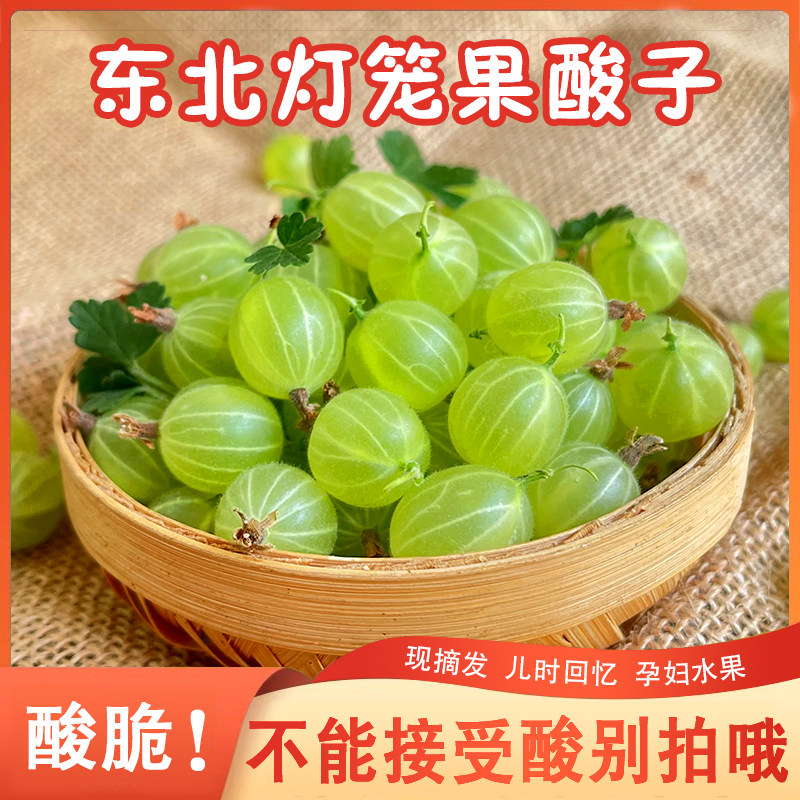 灯笼果酸子鲜果鹅莓刺梨酸掉渣儿酸钉子酸子粒开胃醋栗刺果莓包邮