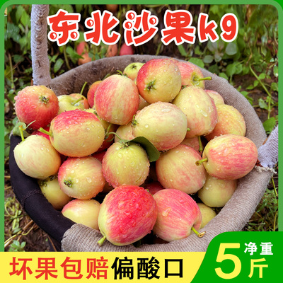 东北k9沙果7月鲜小苹果海棠果非鸡心果孕妇新鲜水果酸脆口5斤包邮