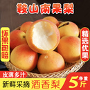 包邮 鞍山南果梨5斤小香水梨子新鲜水果当季 红南国梨冻梨东北特产