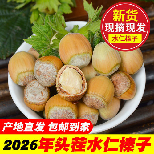 东北新鲜大榛子水仁生榛子非野生新货榛子1斤2斤3斤5斤包邮送夹子