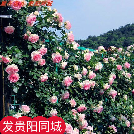 藤本月季四季开花不断盆栽欧月绿植阳台攀援花卉蔷薇花苗爬藤大苗