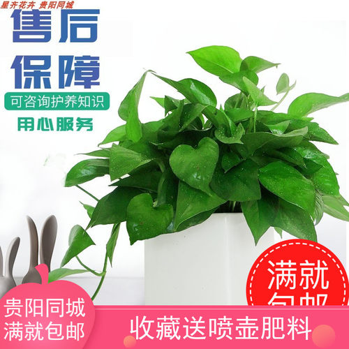 贵阳小绿萝新房室内吸除甲醛吊兰花卉绿植绿箩 水培小盆栽植物