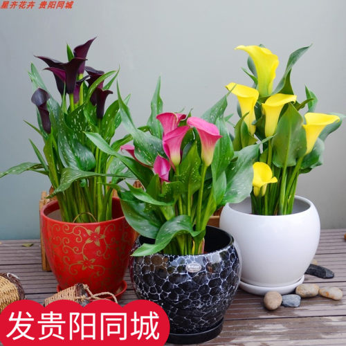 贵阳同城马蹄莲荷兰进口年宵花卉