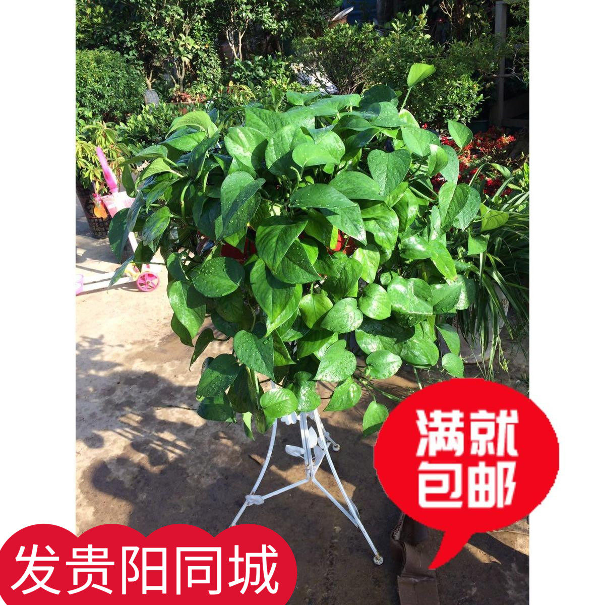 大盆绿萝盆栽室内360长藤绿植吊兰植物吸除甲醛客厅大叶绿航绿箩