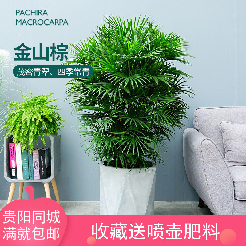 贵阳金山棕细叶精品盆栽酒店大堂门口植物别墅绿化办公室绿植