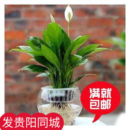绿萝吊兰竹芋一帆风顺白掌红掌橡皮树办公室千手观音室内水培植物