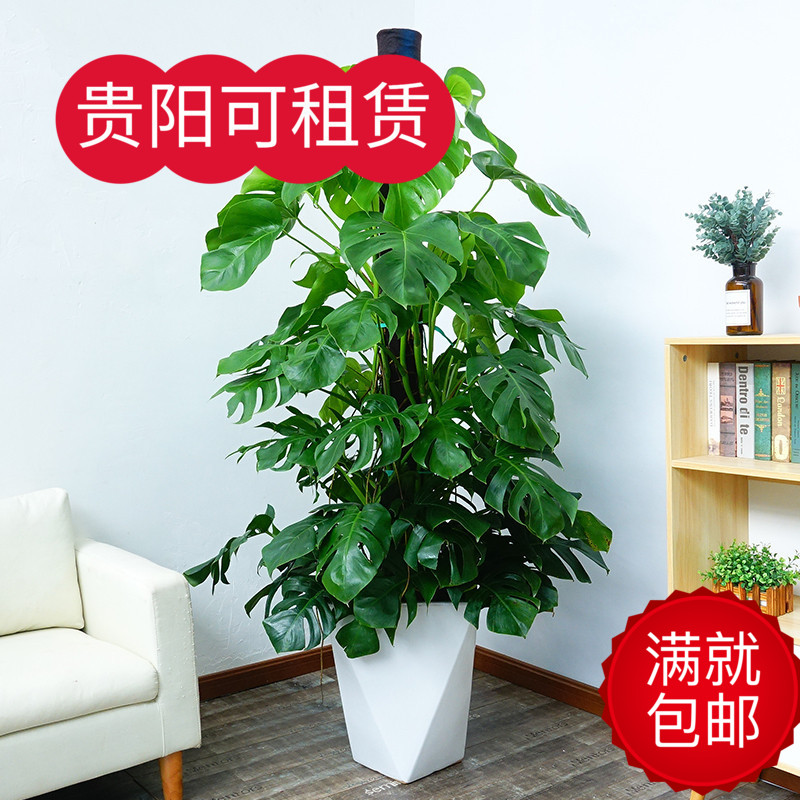 爬柱龟背竹盆栽室内大型植物室内吸甲醛净化空气绿植