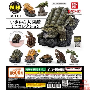 扭蛋盒蛋 万代BANDAI 生物大图鉴MINI系列 乌龟 第一弹 5款可选
