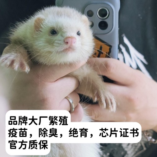 【官方正品】小龙貂宠物雪貂幼崽